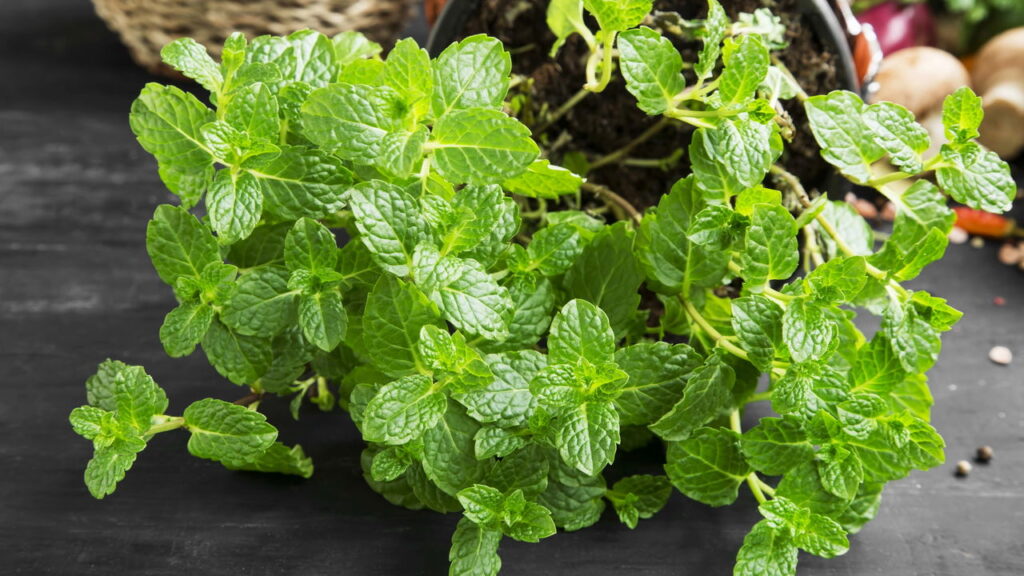 plantar-hortela_1738616080600